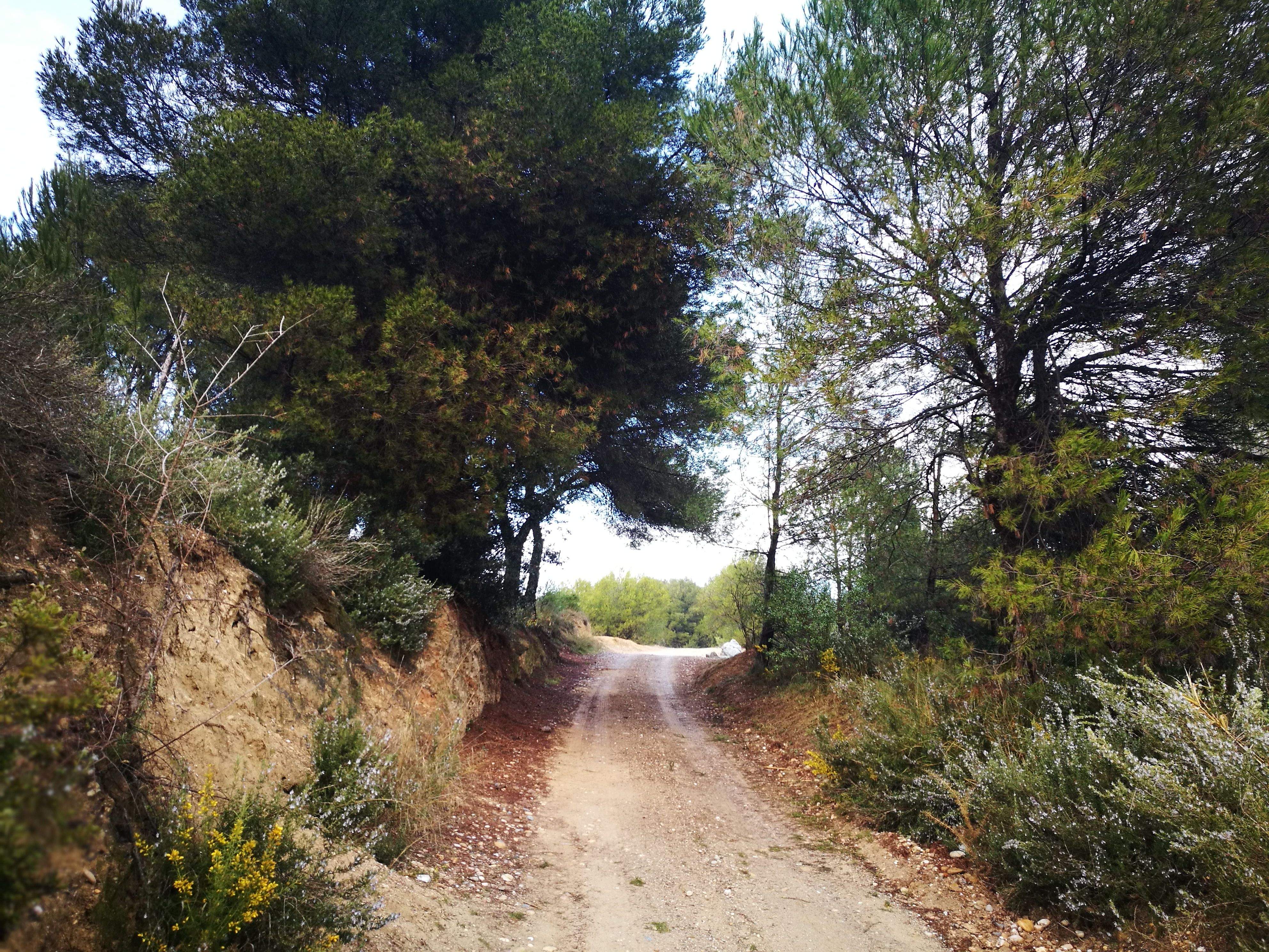 L'onada de calor fa créixer el risc d'incendi i Agricultura demana llaurar els camps. FOTO: Redacció L'onada de calor fa créixer el risc d'incendi i Agricultura demana llaurar els camps. FOTO: Redacció