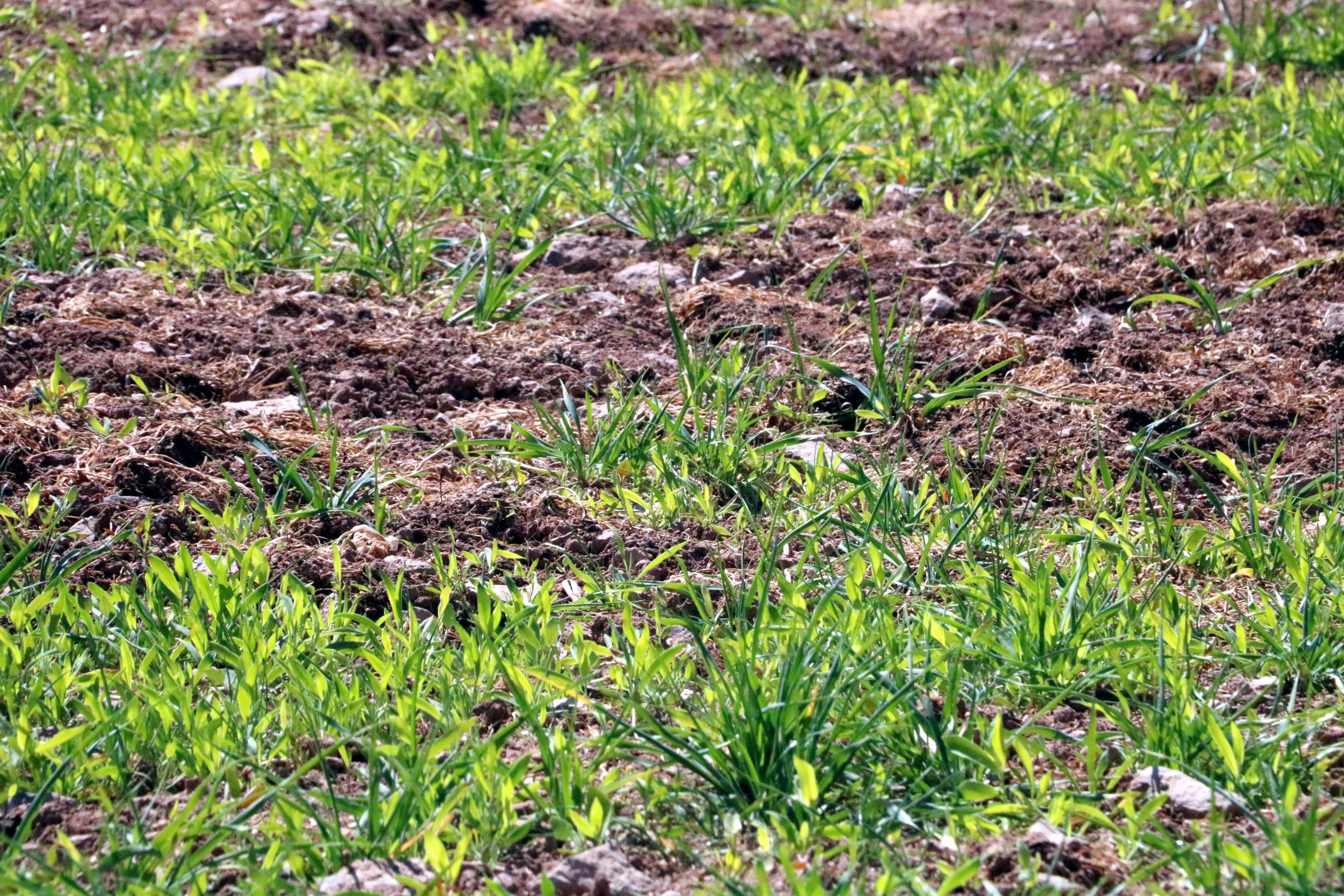Terra remoguda per un porc senglar. FOTO: ACN