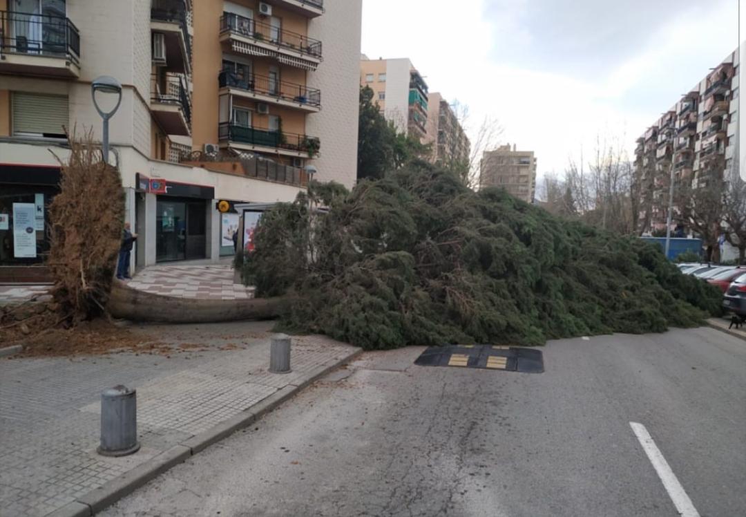 Arbre de grans dimensions caigut a l'avinguda Can Cabanyes de Rubí a causa del vent. FONT: Cedida