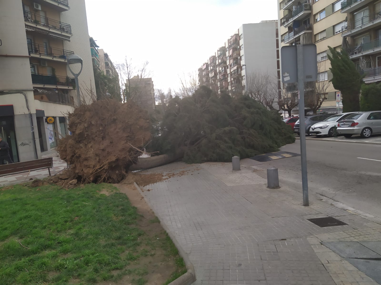 La caiguda de l'arbre no ha causat cap ferit. FOTO: Cedida