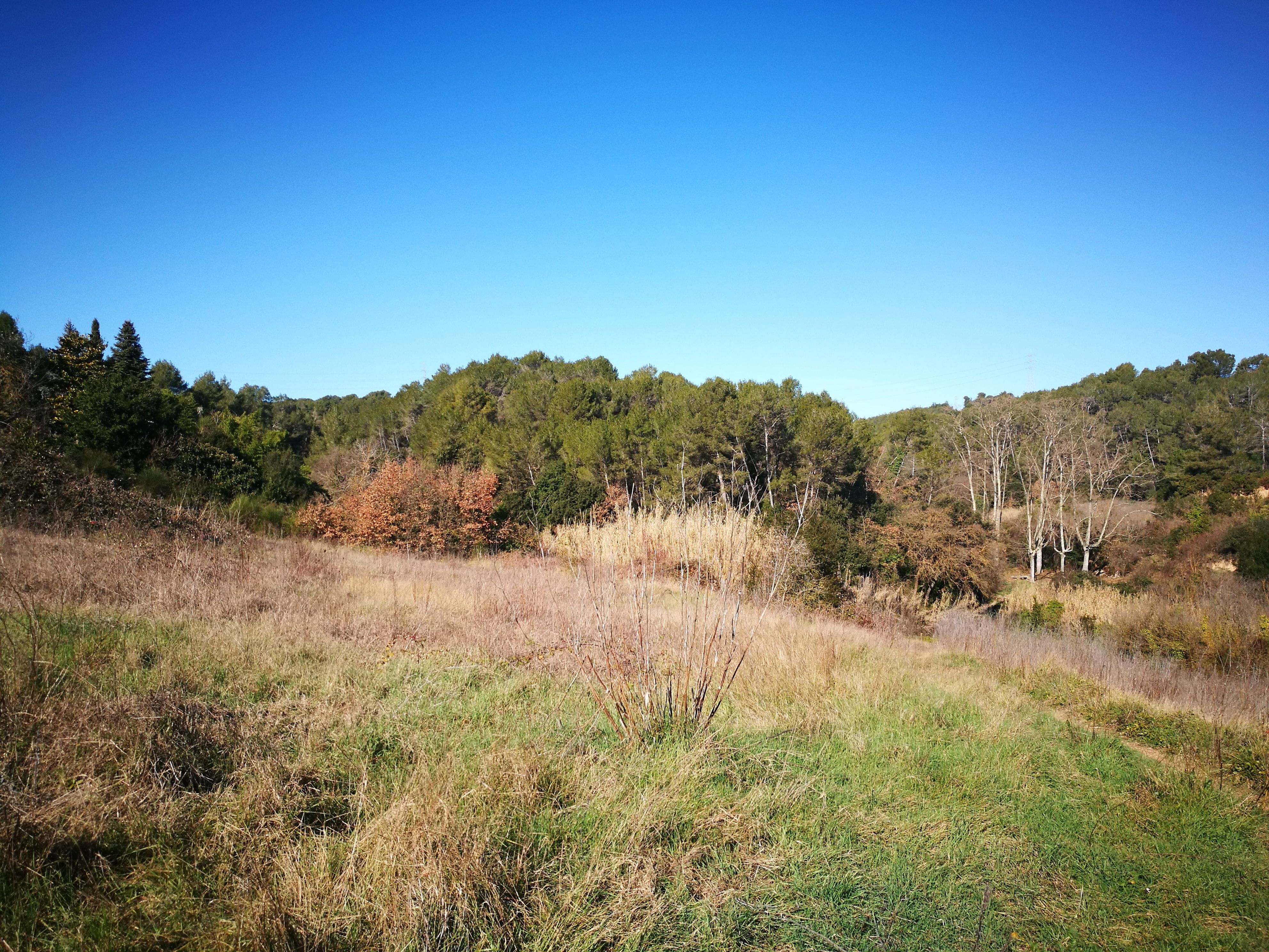 Bosc prop de la masia de Can Roig. FOTO: Redacció