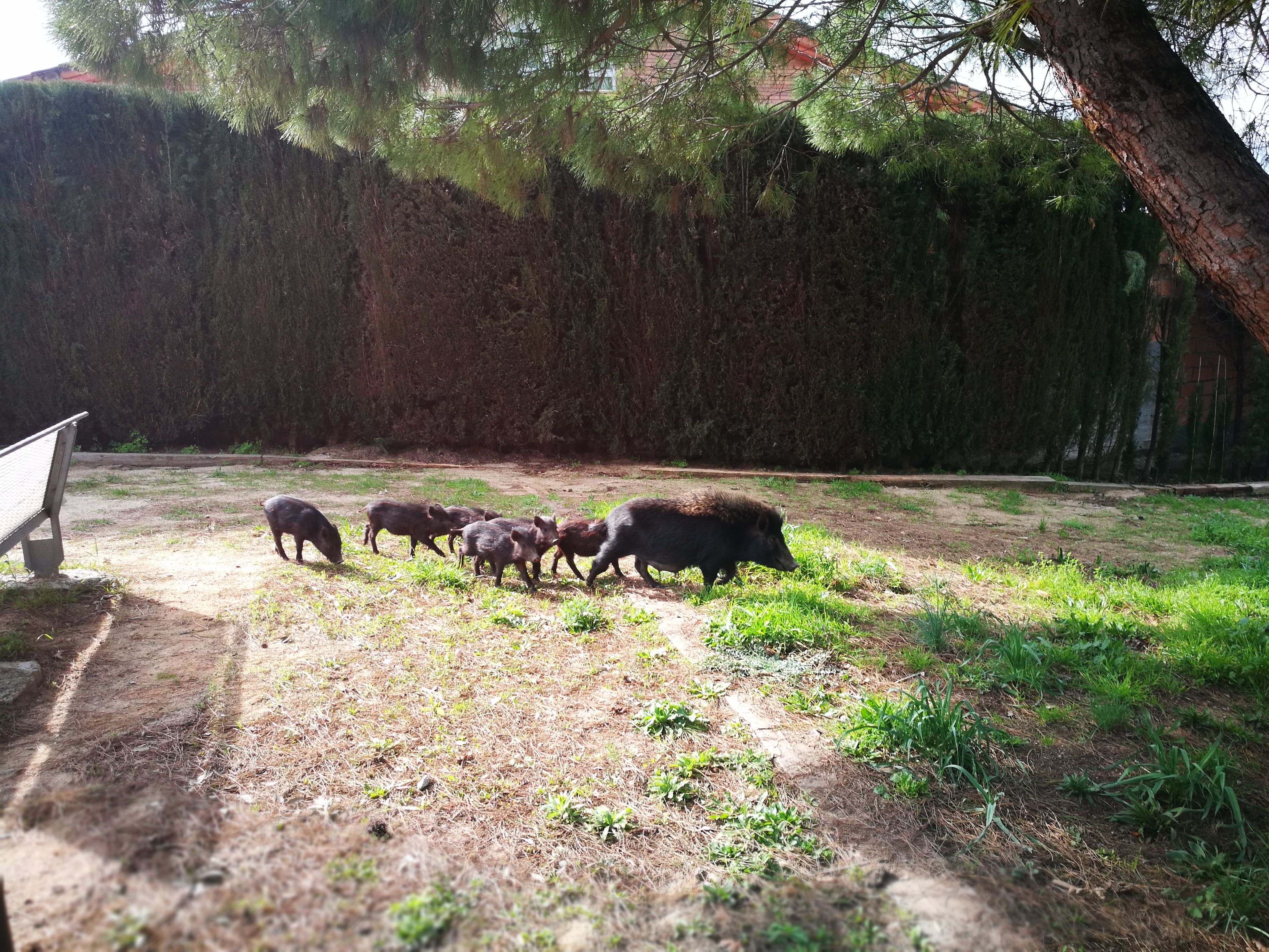 Família de porcs senglars a Rubí. FOTO: Redacció