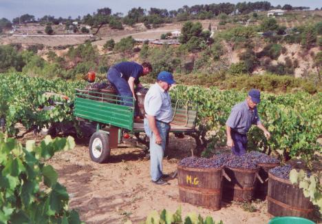 Verema a la vinya del Patilles. FOTO: CEPNA