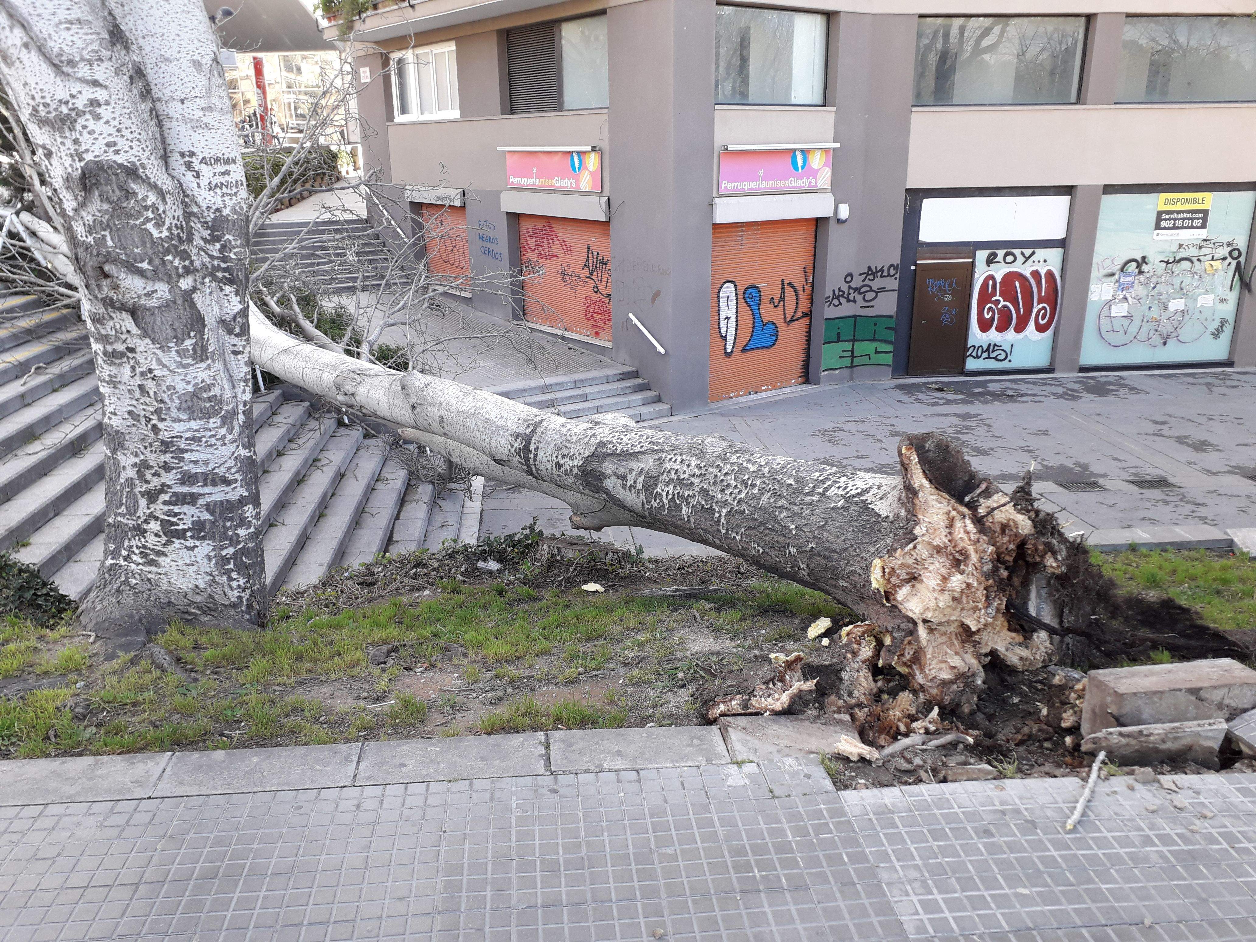 Arbre caigut a la plaça de la Nova Estació de Rubí. Arxiu 