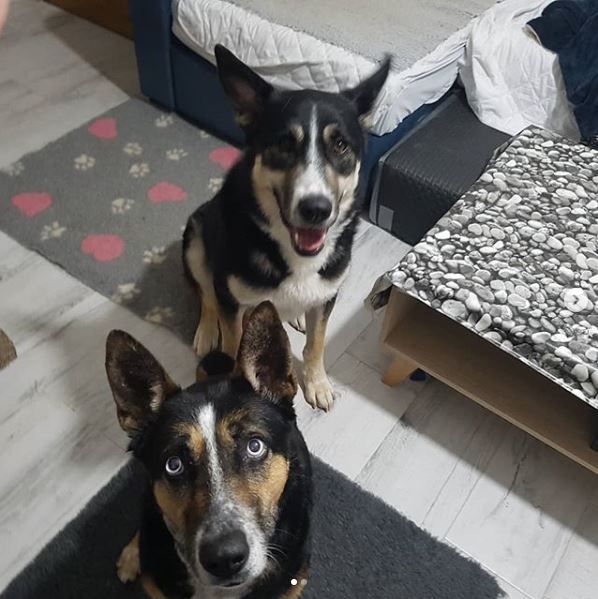 Els gossos poden patir en aquests moments de confinament. FOTO: etologiaveterinaria.cat