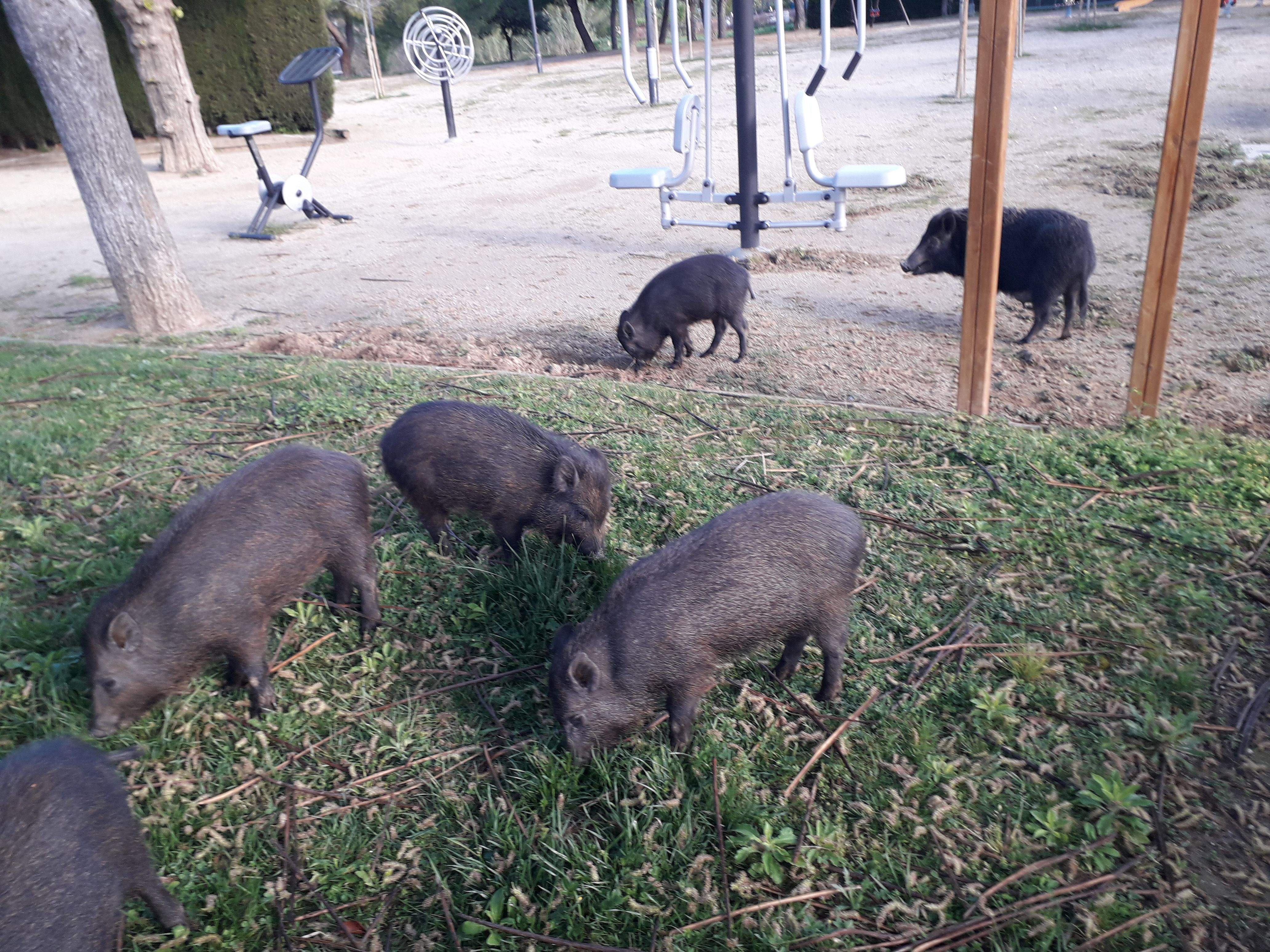 Molts veïns ja s’han acostumat a la seva presència, sovint a plena llum del dia