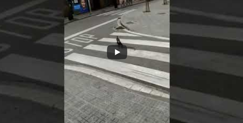 Una família d'ànecs es passeja pels carrers de Rubí durant el confinament