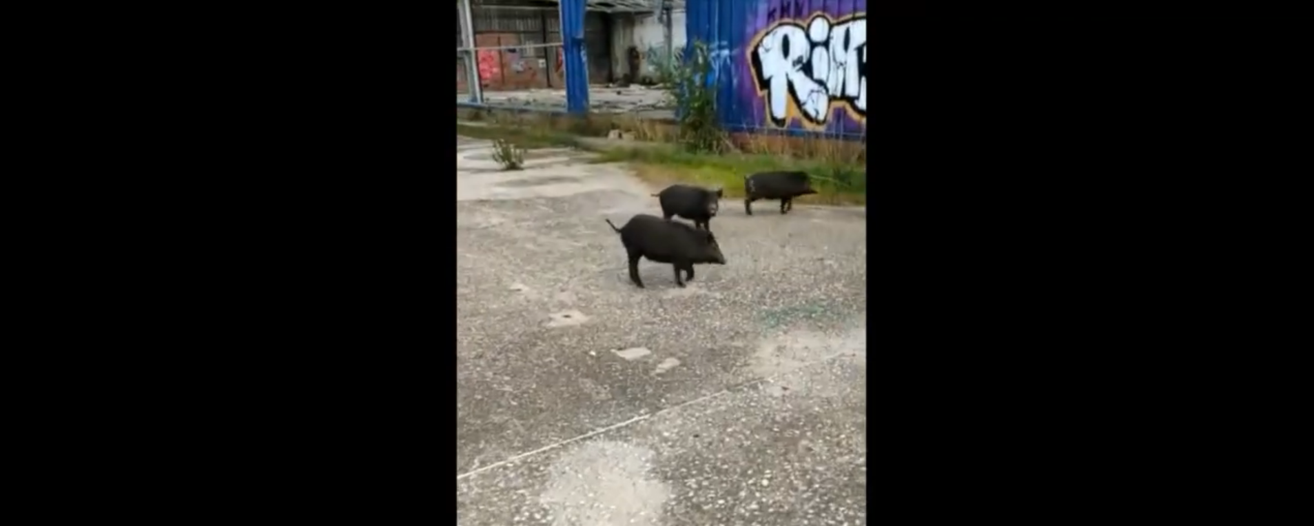 Els porcs senglars de Can Serrafossà