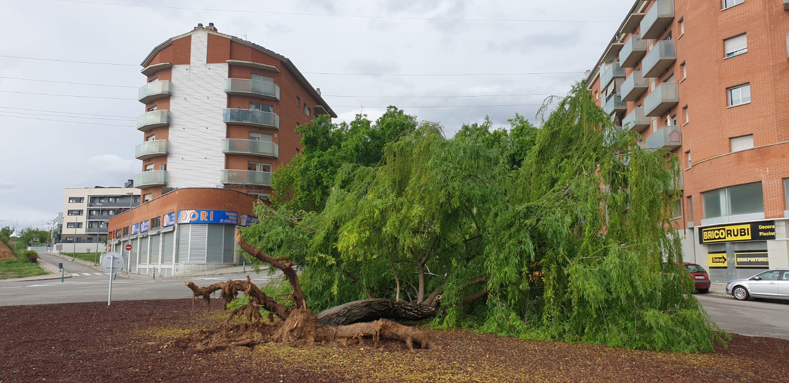 L'arbre caigut en una de les rotondes del barri de Sant Jordi Parc. FOTO: Cedida L'arbre caigut en una de les rotondes del barri de Sant Jordi Parc. FOTO: Cedida