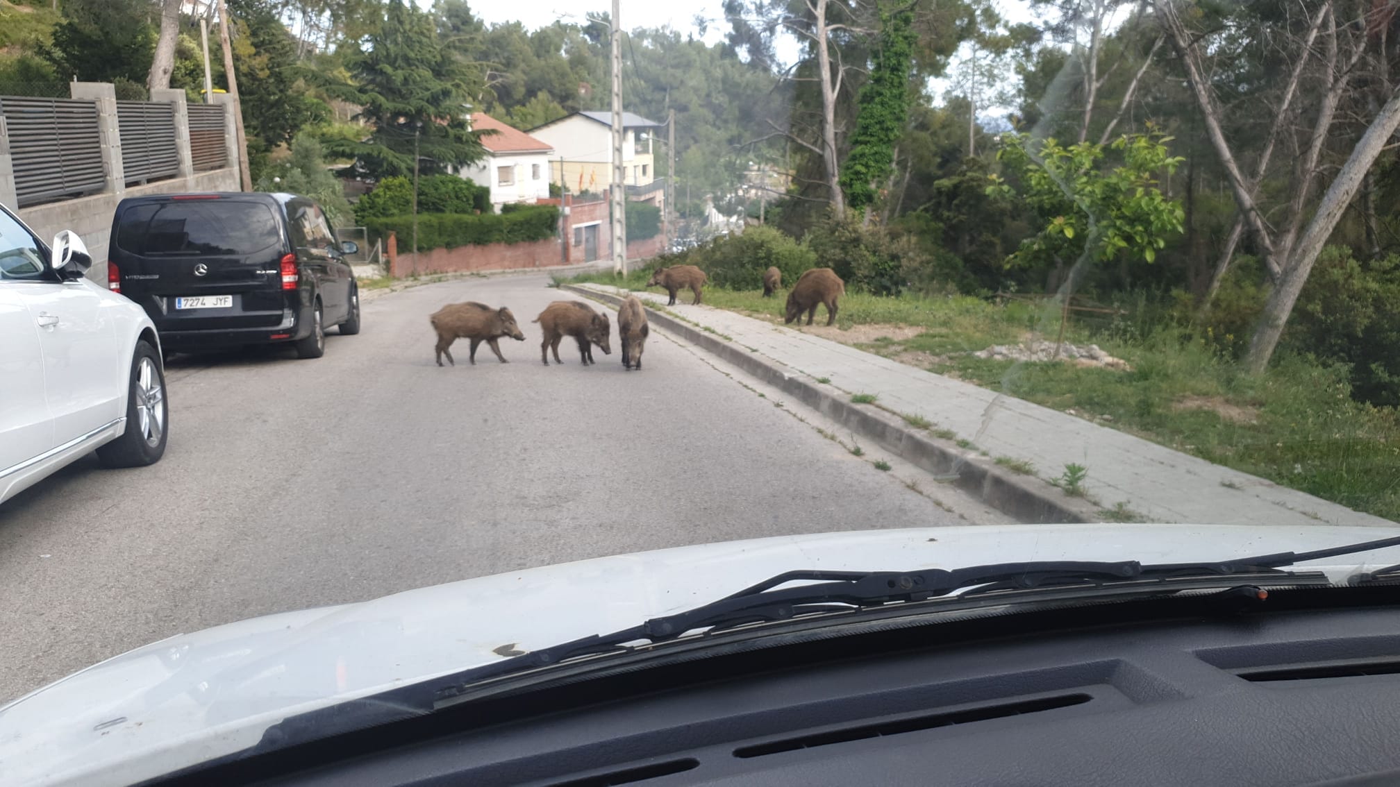 Foto d'arxiu d'uns porcs senglars a Castellnou. FOTO: Joaquim Gràcia