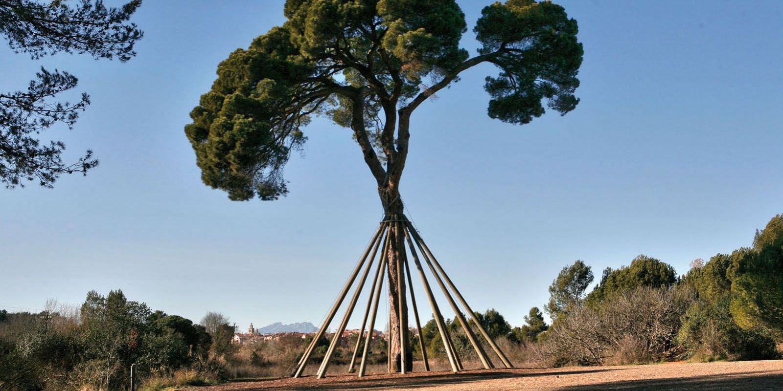 El Pi d'en Xandri. FOTO: Redacció