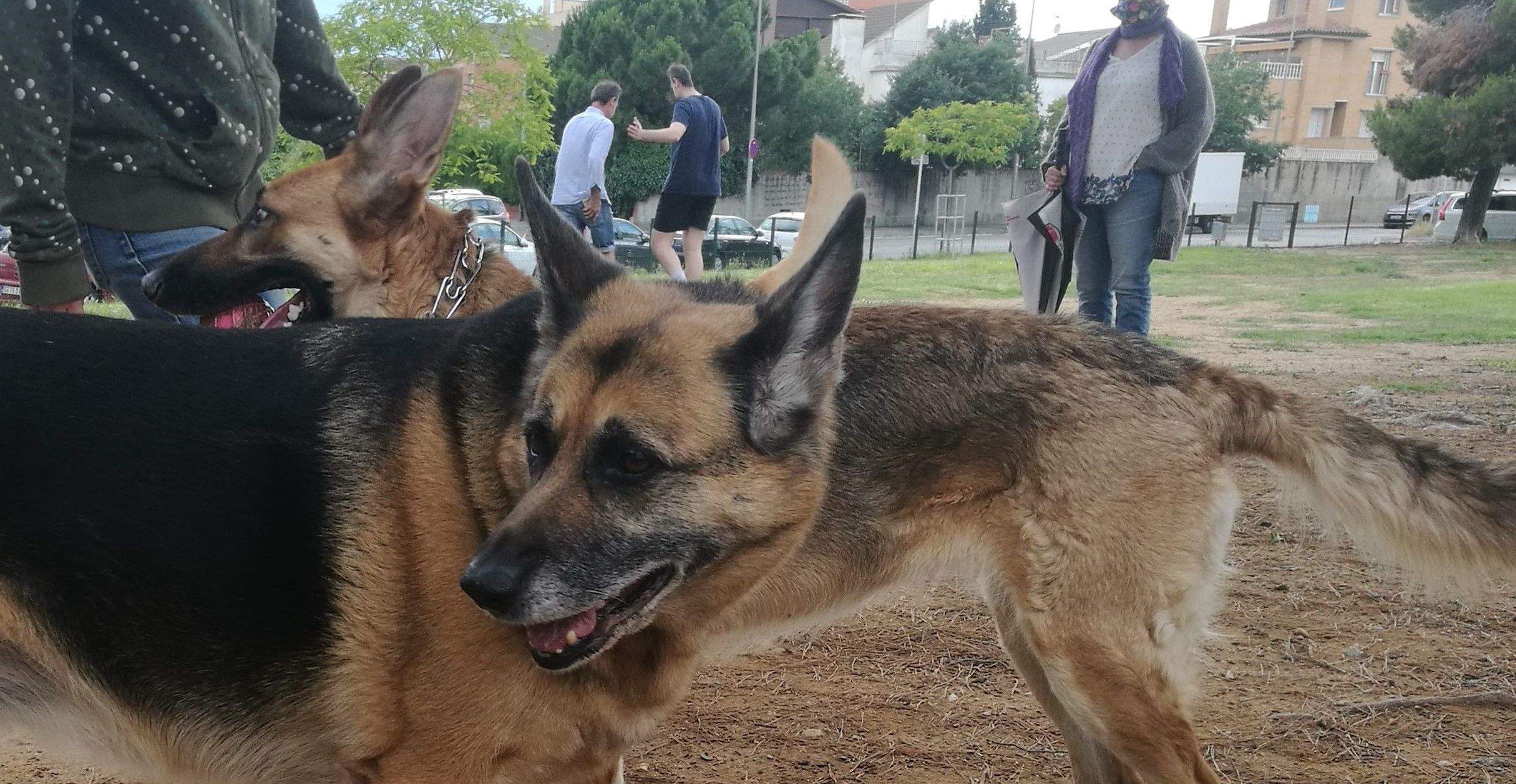 Les zones d'esbarjo per a gossos han tornat a reobrir a la fase 2 de la desescalada. FOTO: Redacció