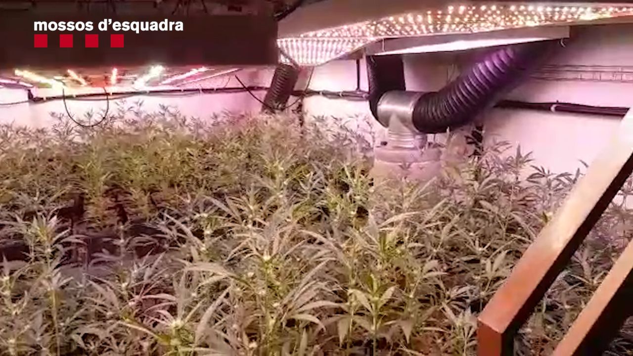 Una de les plantacions de marihuana intervingudes. FONT: Mossos d'Esquadra