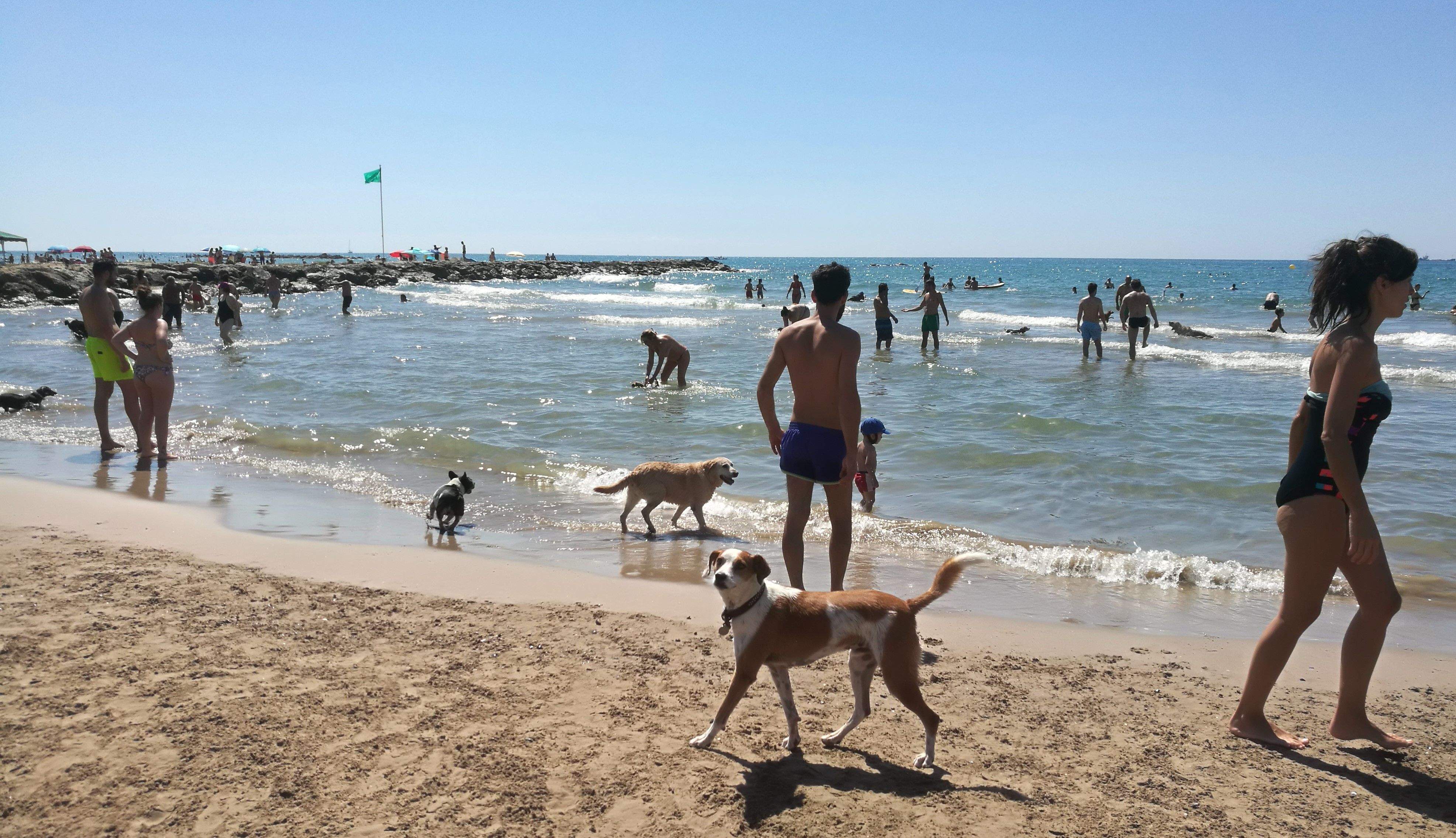 Platja per a gossos a Cubelles. FOTO: N.Hueso