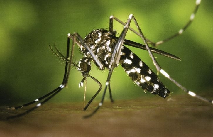 Exemplar de mosquit tigre. FOTO: Arxiu Exemplar de mosquit tigre. FOTO: Arxiu