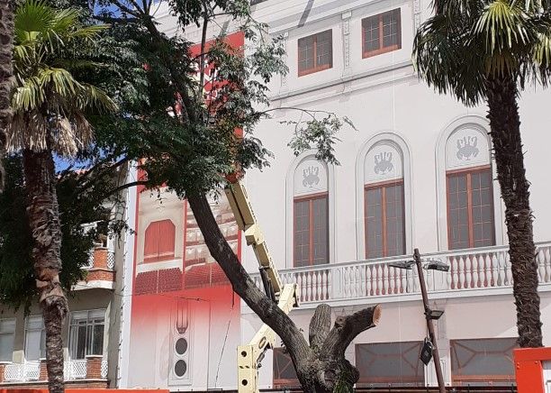 Talen un dels arbres del davant del Casino. FOTO: Jordi Verdú