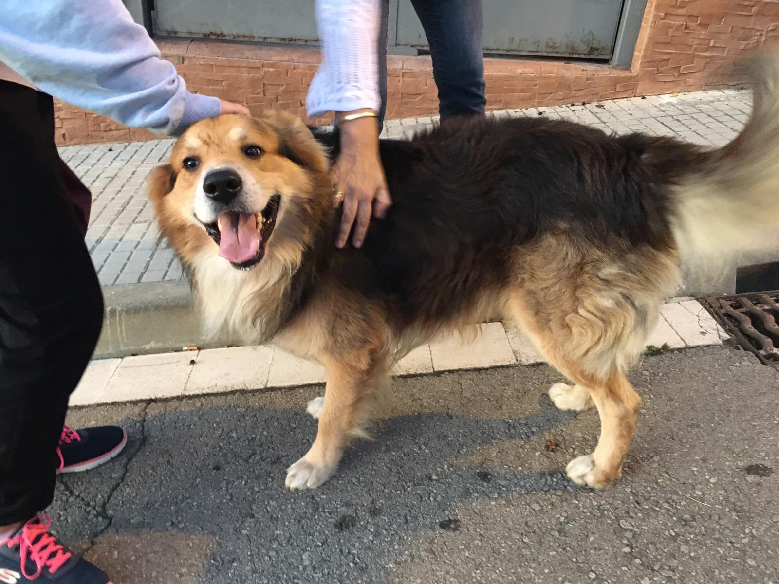 Gos trobat a Can Fatjó, Rubí, aquest 5 de setembre de 2020. FOTO: Cedida