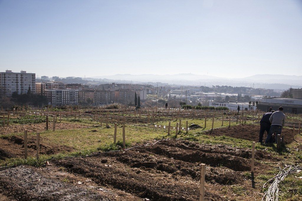 Es fa públic l’esborrany del reglament d’ús dels horts municipals de Cova Solera. FOTO: Ajuntament de Rubí
