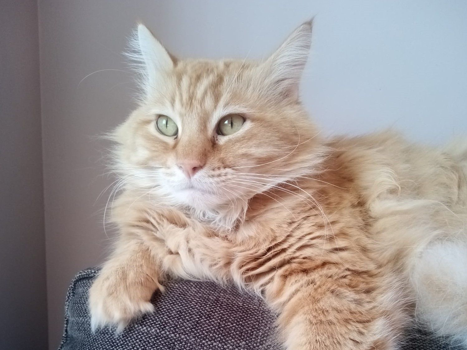 En Gordy busca una família amb experiència en gats. FOTO: Cedida