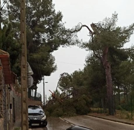 Un arbre caigut a la urbanització de Can Mir. FOTO: Cedida