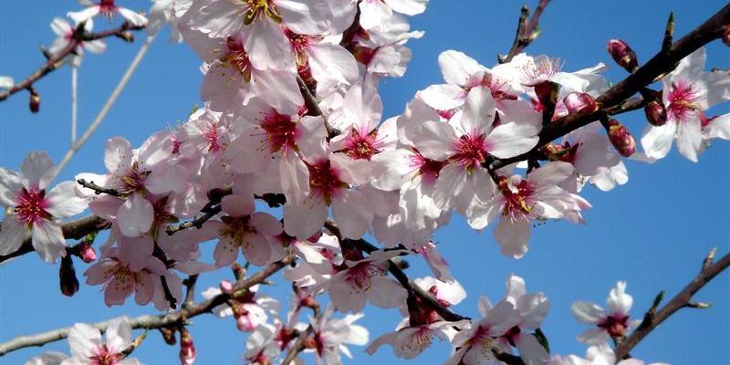 15 dites populars del mes de febrer