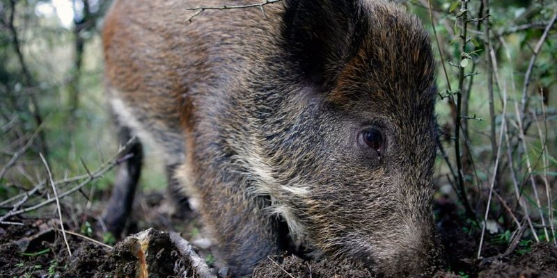La vacuna contraceptiva en senglars també podria actuar com a barrera per a noves pandèmies. FOTO: Artur Ribera