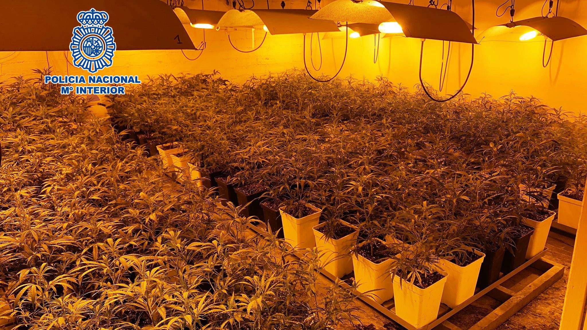 Plantació de marihuana desmantellada per la policia espanyola a Terrassa. FOTO: Policia Nacional