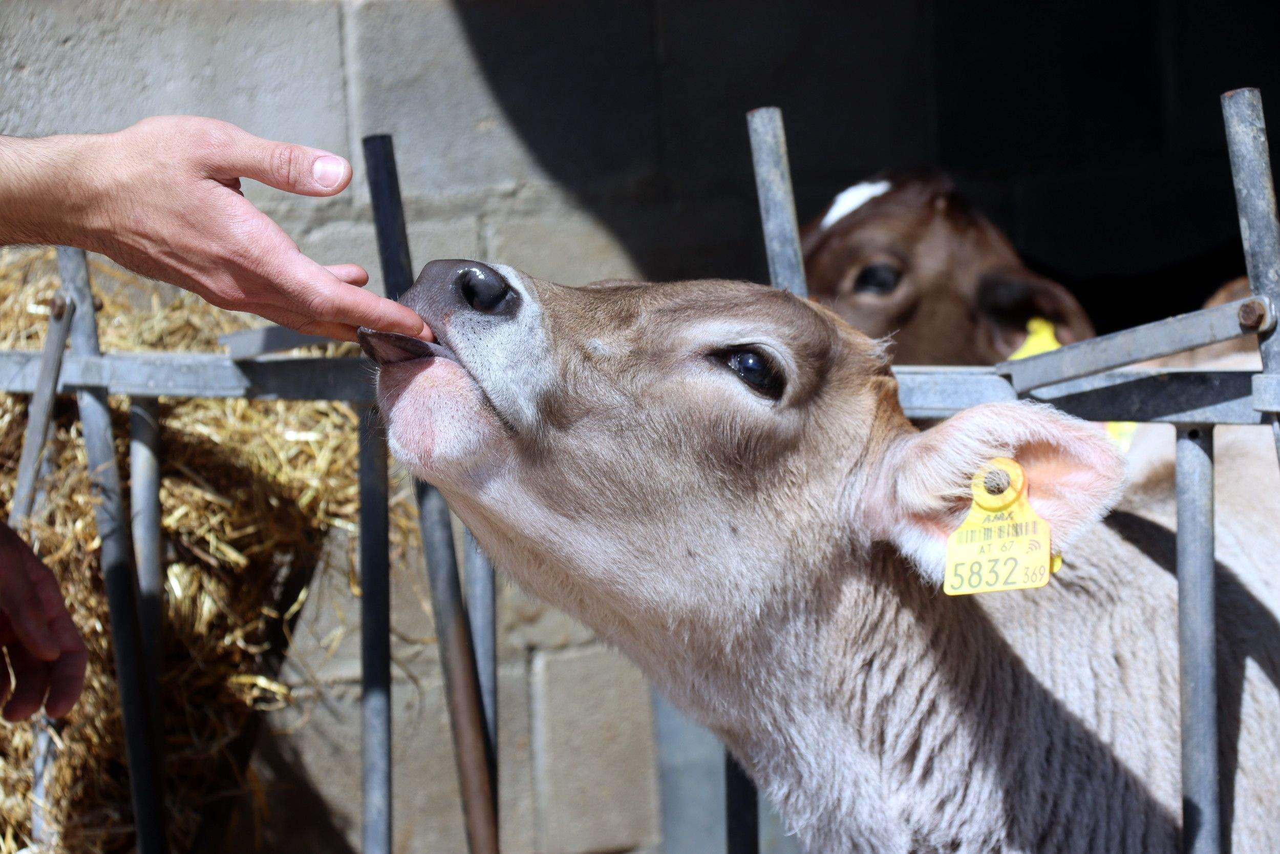 Un vedell en una granja animal catalana. FOTO: ACN 
