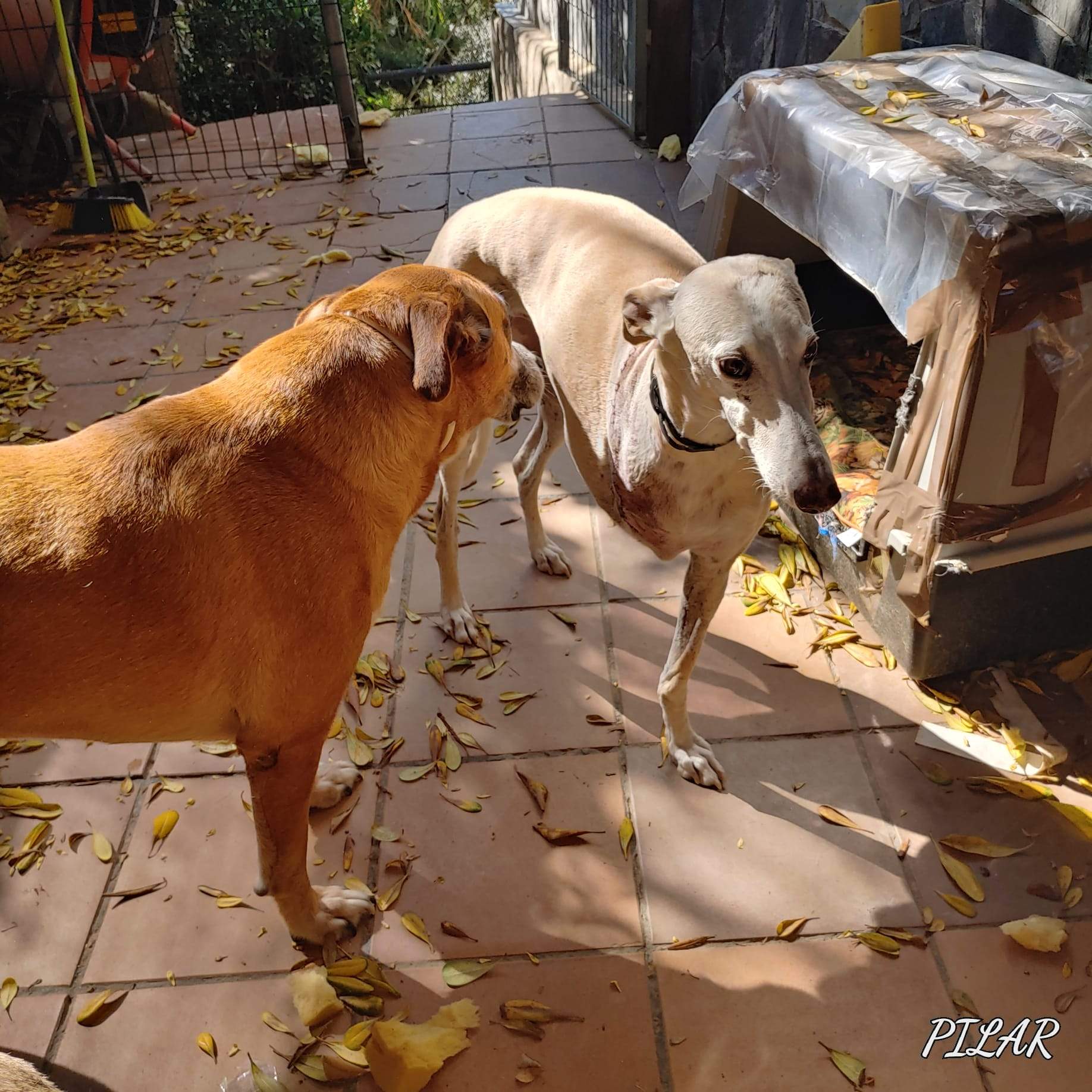 La llebrera Alma viu en una casa d'acollida de l'entitat amb altres gossos rescatats. FOTO: Cedida per 4 Petjades