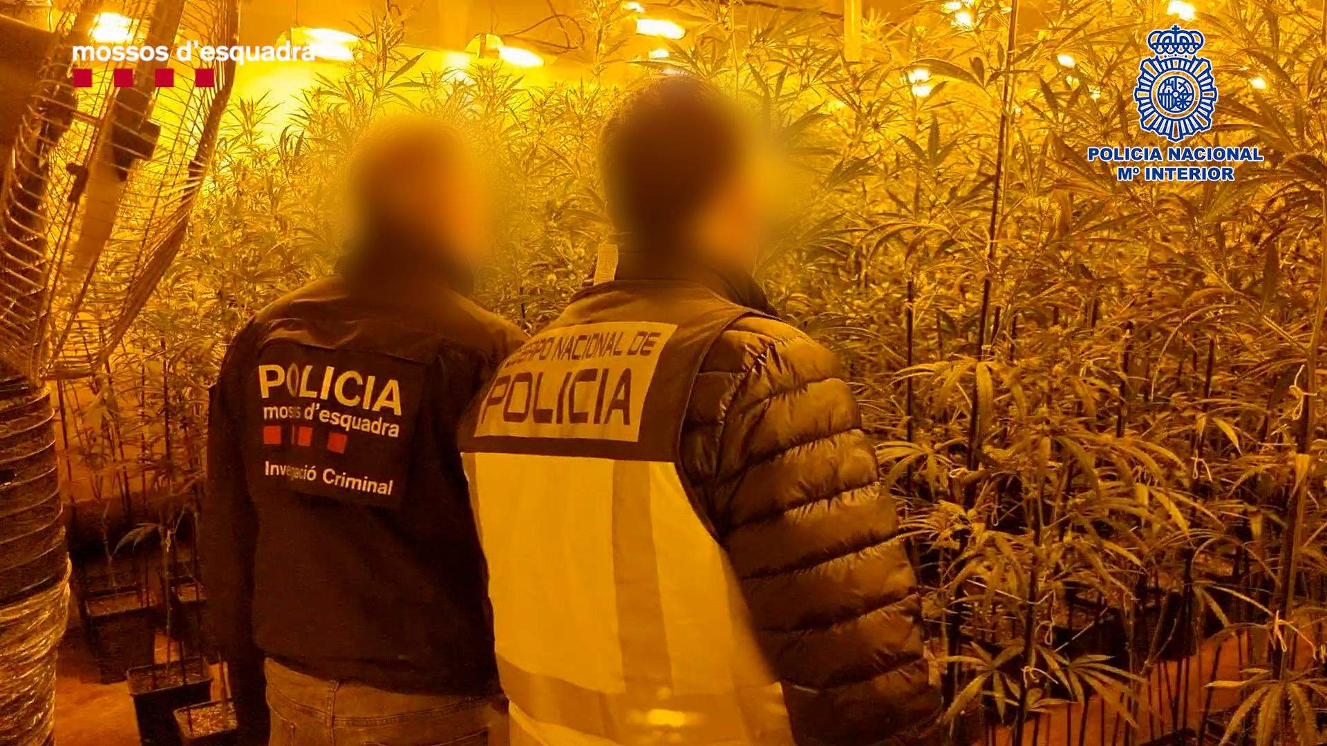 Imatge d'arxiu d'un operatiu conjunt de Mossos i Policia nacional. FOTO: Policia Nacional