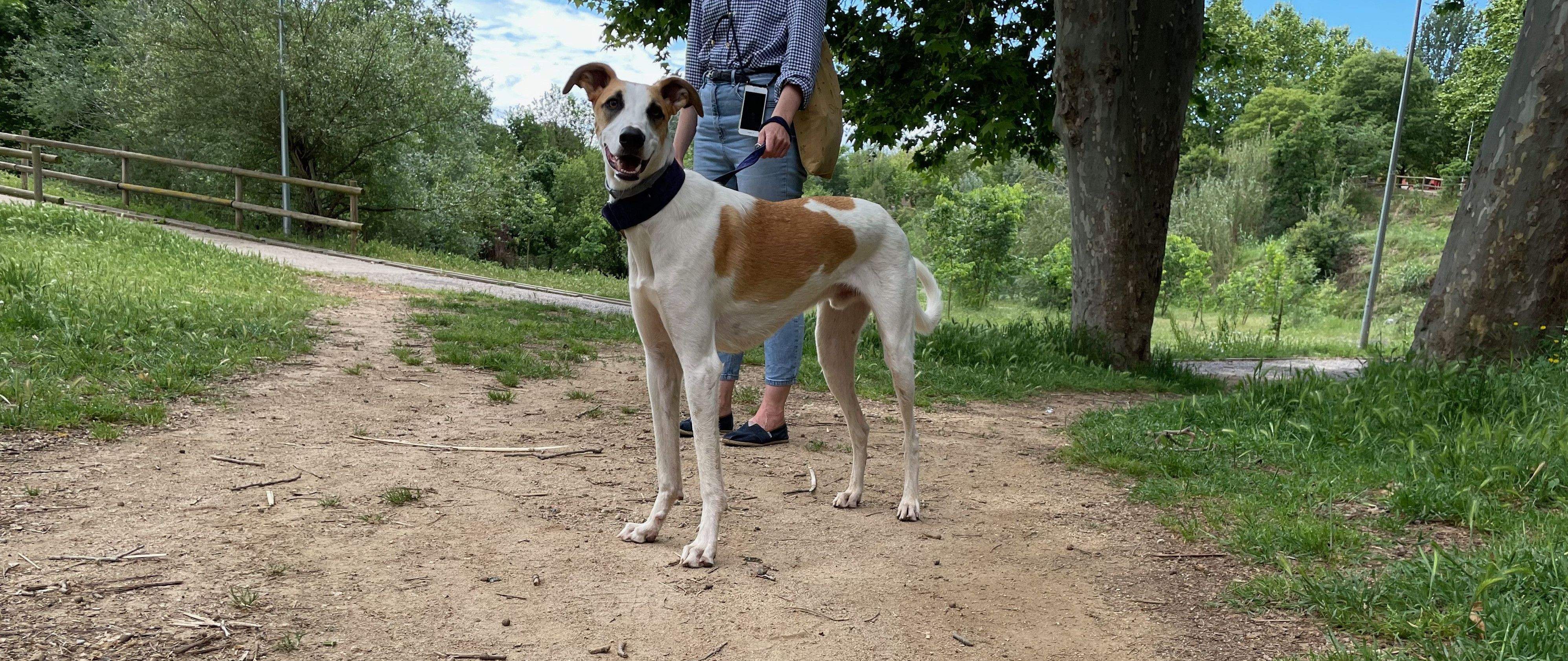 A Rubí hi ha registrats a l'AIAC actualment 11.887 gossos i 2.097 gats. FOTO: Redacció