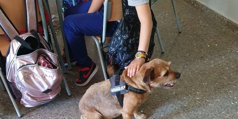 Un gos a classe durant la xerrada de l'entitat animalista 4 Petjades. FOTO: Cedida Un gos a classe durant la xerrada de l'entitat animalista 4 Petjades. FOTO: Cedida