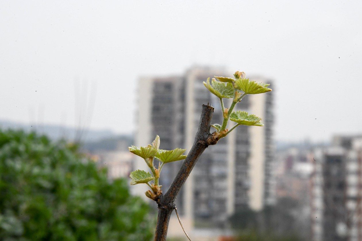 Un dels ceps que s’han plantat als horts municipals. FOTO: Ajuntament de Rubí – Localpres