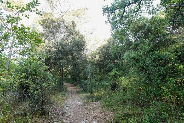 L’itinerari està farcit de roures, alzines, pins pinyoners, llorers i arboços, així com diverses espècies d’arbustives. FOTO: Ajuntament de Rubí – Localpres L’itinerari està farcit de roures, alzines, pins pinyoners, llorers i arboços, així com diverses espècies d’arbustives. FOTO: Ajuntament de Rubí – Localpres