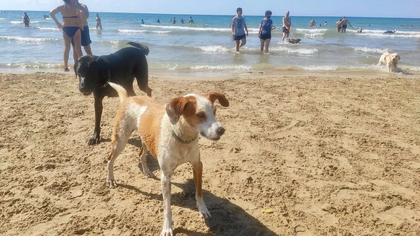 Platges i propostes refrescants per a compartir amb el teu gos. FOTO: NHS