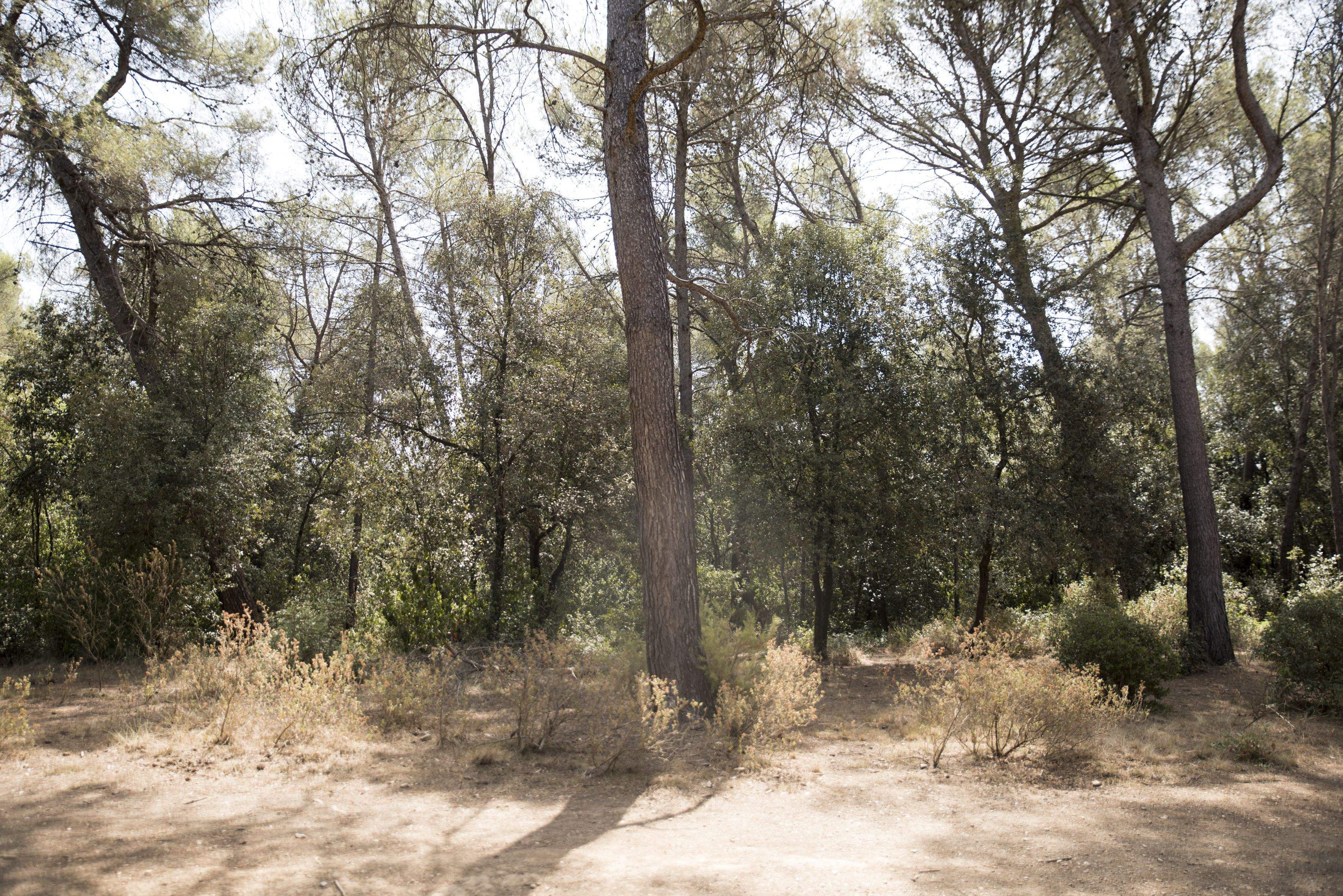 La situació de sequera més la forta calor eleven el risc d'incendi. FOTO: Bernat Millet