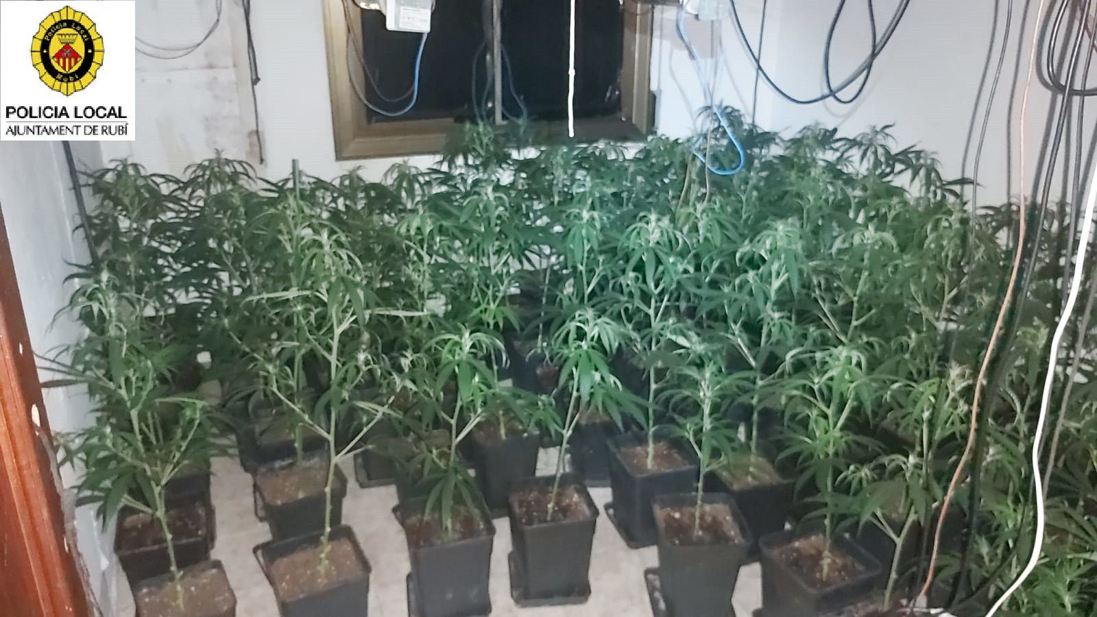 Detall de la plantació desmantellada per la Policia local de Rubí. FOTO: Ajuntament Detall de la plantació desmantellada per la Policia local de Rubí. FOTO: Ajuntament