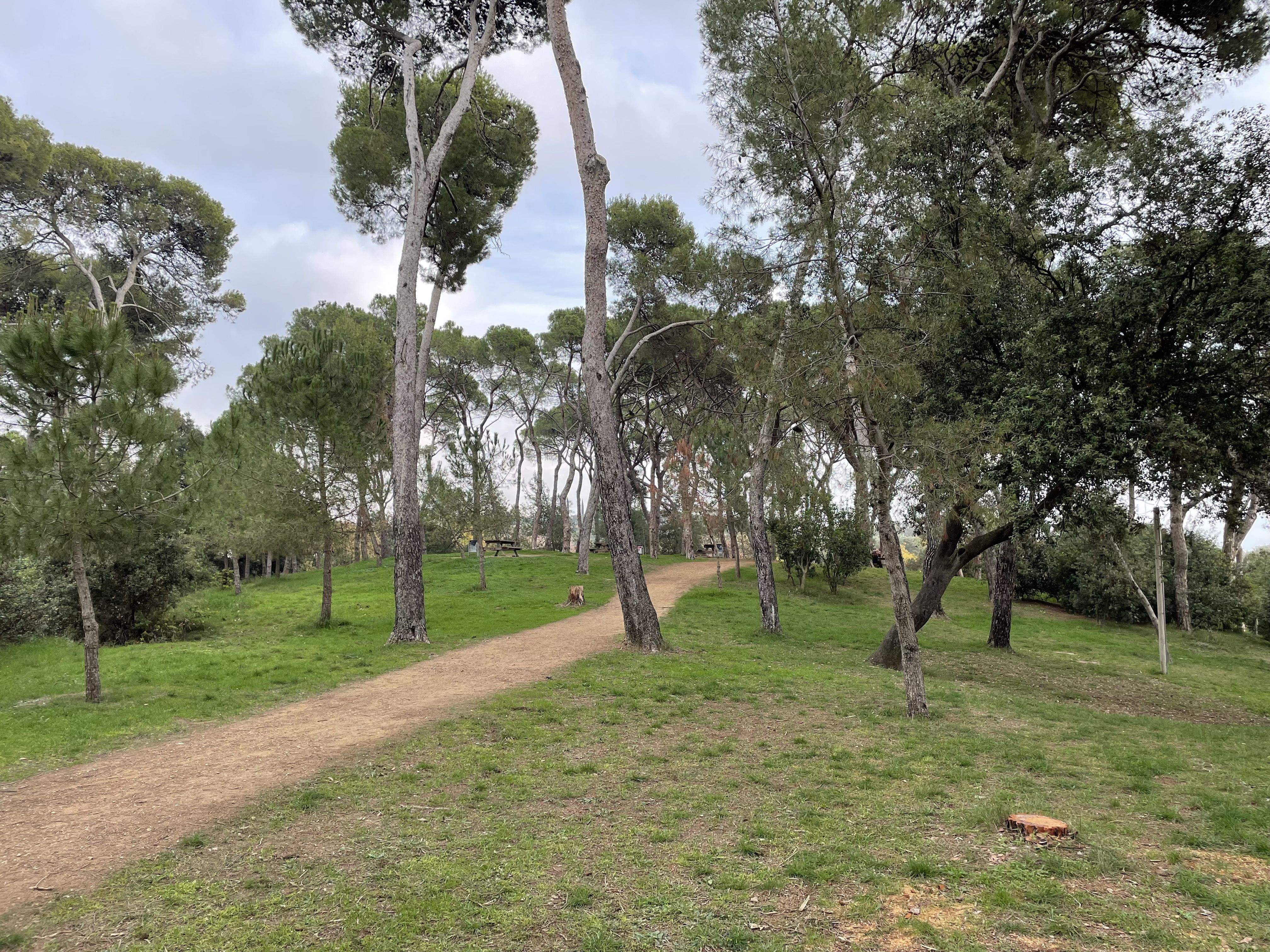 Es plantaran 32 nous exemplars d'arbres al parc de Ca n'Oriol. FOTO: NHS