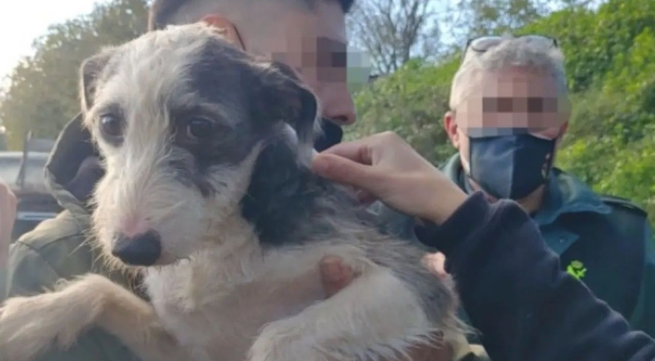 Un dels gossos rescatats del recinte on encara hi ha sis porcs maltractats. FOTO: 4Petjades