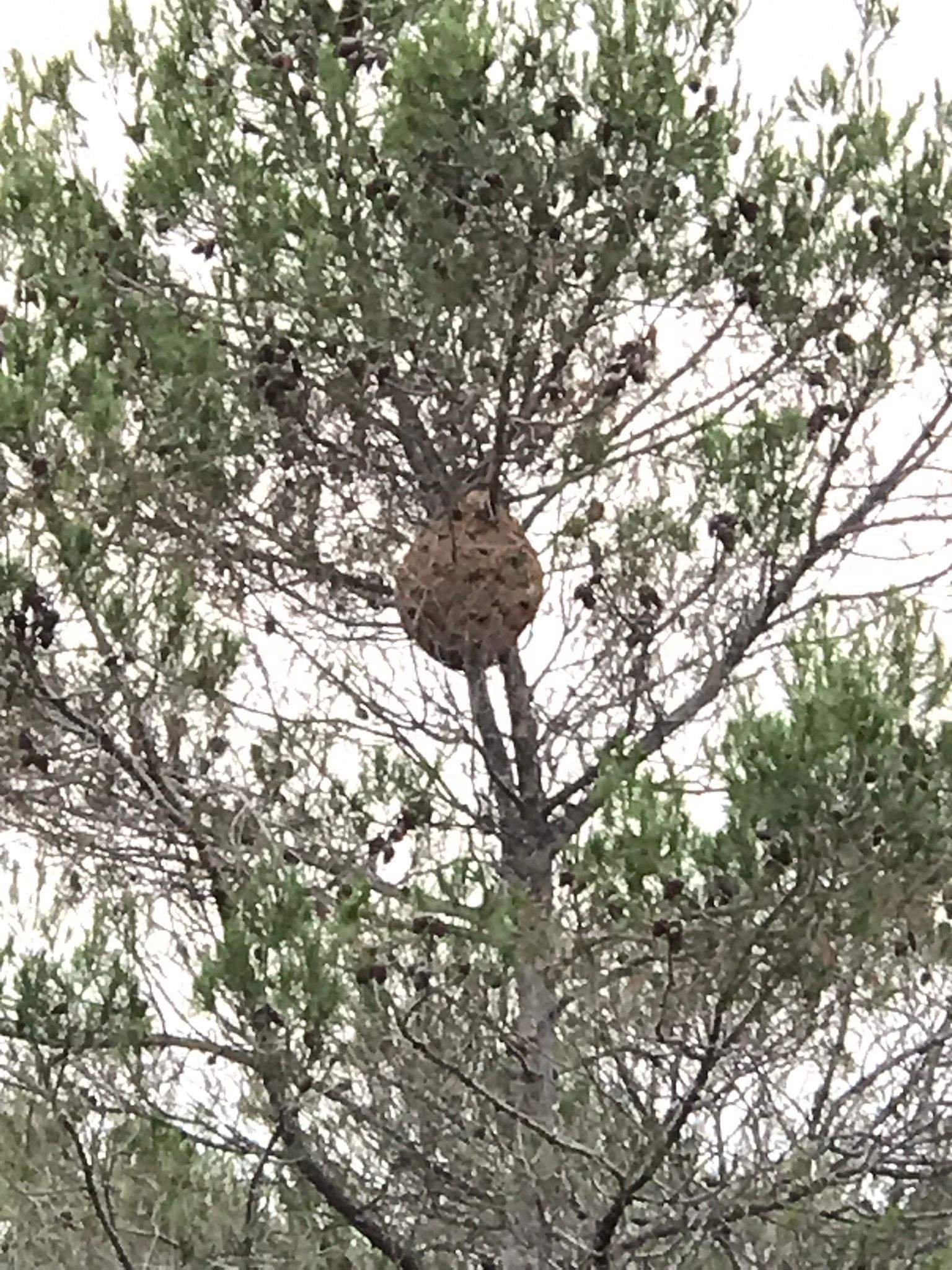 Un veí de Rubí ha fet arribar al TOT Rubí unes sorprenents imatges d’un niu de vespa asiàtica situat a un arbre pròxim al carrer de Borredà, a la urbanització de Castellnou.   El vídeo d’Òscar Gorjón, que té un canal de YouTube especialitzat en imatges aè