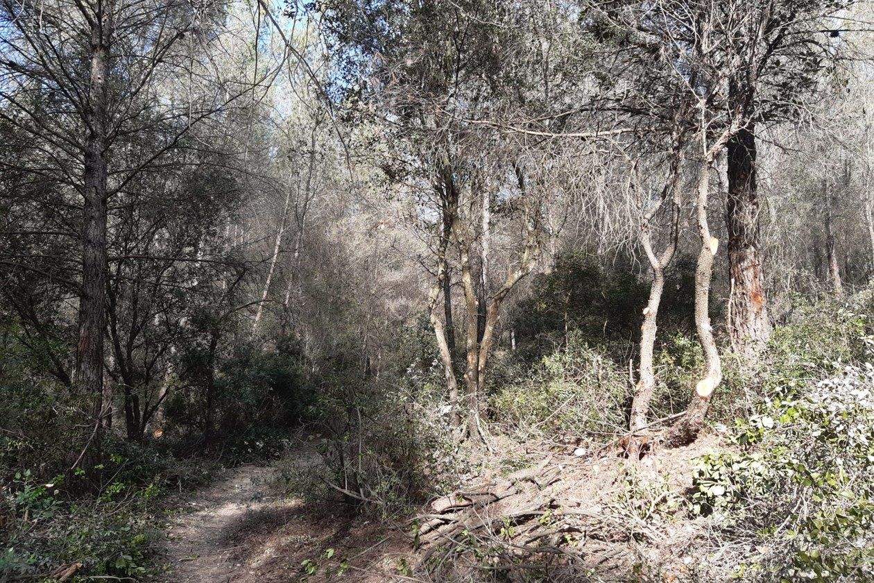 Treballs forestal a parcel·les de Can Roig per evitar el risc d'incendi. FOTO: Ajuntament de Rubí