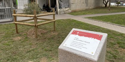 El monòlit i l'olivera situats a la plaça Neus Català i Pallejà. FOTO: Arnau Martínez