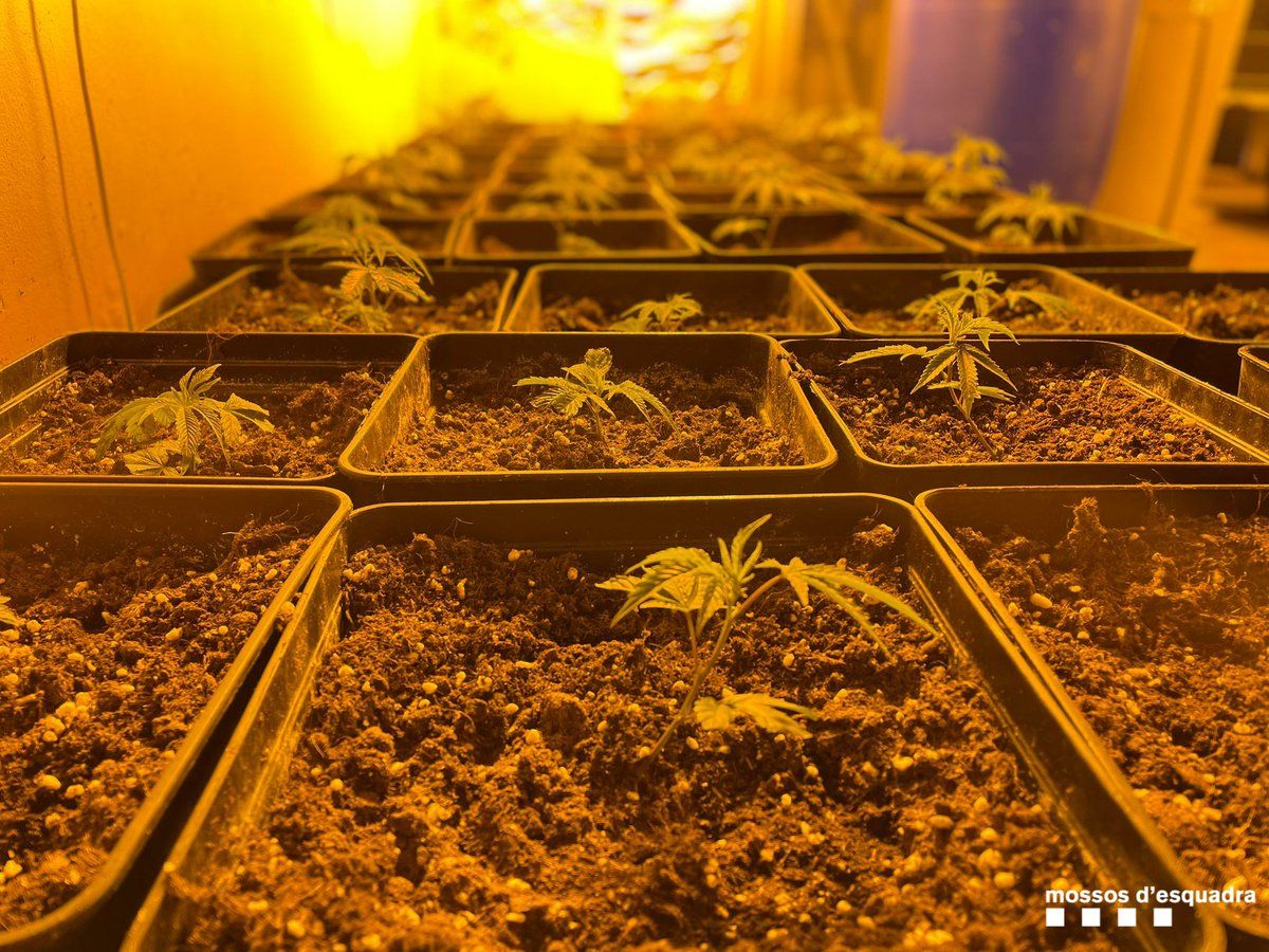 Una de les moltes plantacions de marihuana descobertes per Mossos. FOTO: Mossos d'Esquadra
