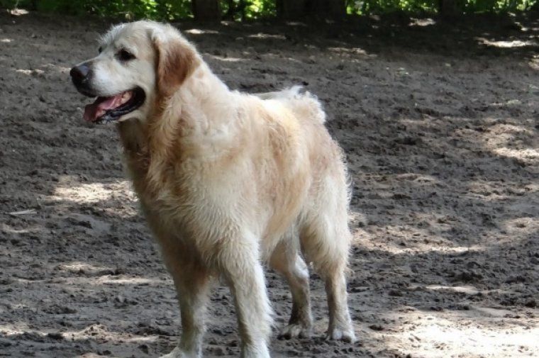 La propera Taula de Benestar Animal estarà oberta a tota la ciutadania. FOTO: Cedida