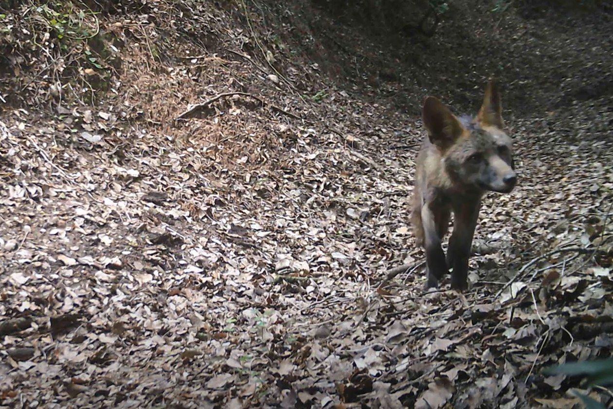 Una guineu a la nit, gravada per la càmera d'Enxampats al Bosc. FOTO: @enxampatsalbosc