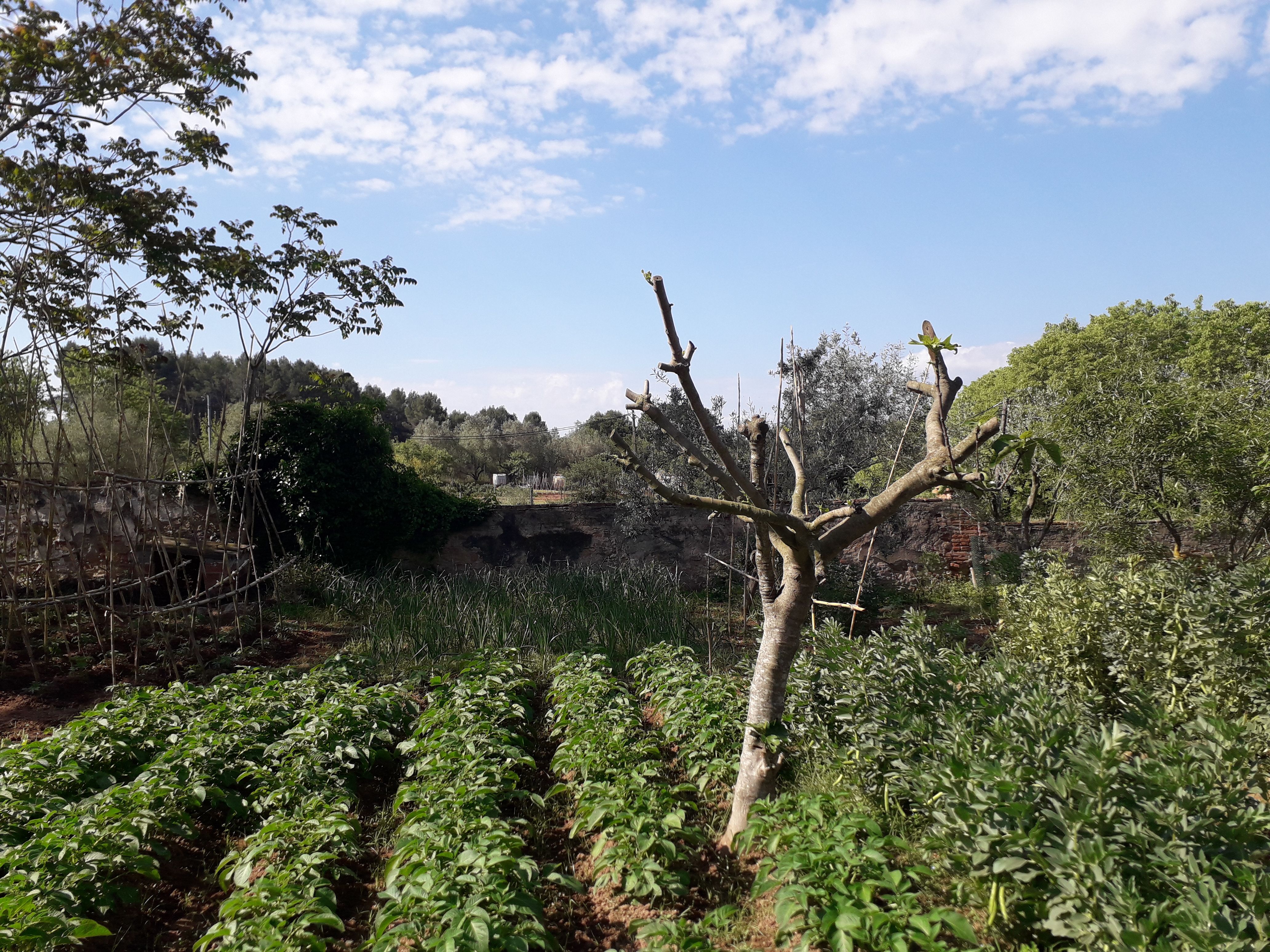 Hort de la masia de Can Balasc. FOTO: NHS