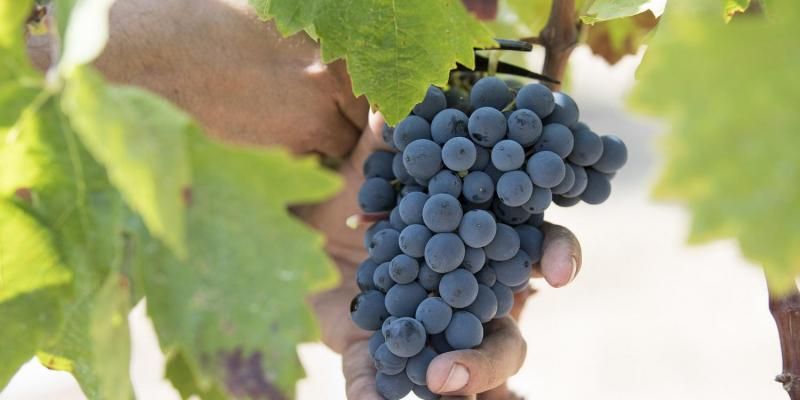 Al juliol, el raïmet porta dol i l'oliva també en vol