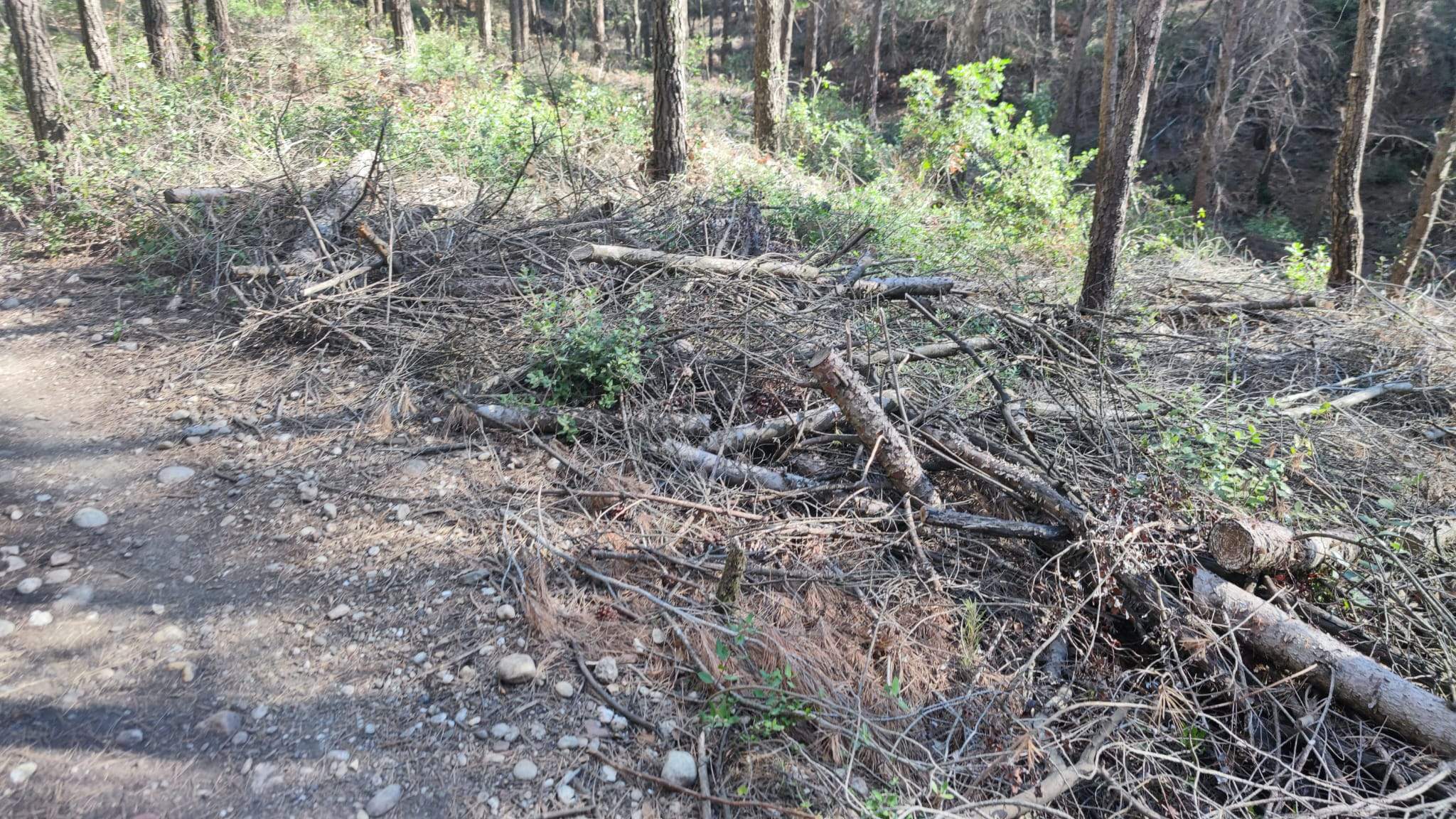 Restes d'arbres al bosc dels voltants de les urbanitzacions de Can Mir i Castellnou. FOTO: Cedida Restes d'arbres al bosc dels voltants de les urbanitzacions de Can Mir i Castellnou. FOTO: Cedida