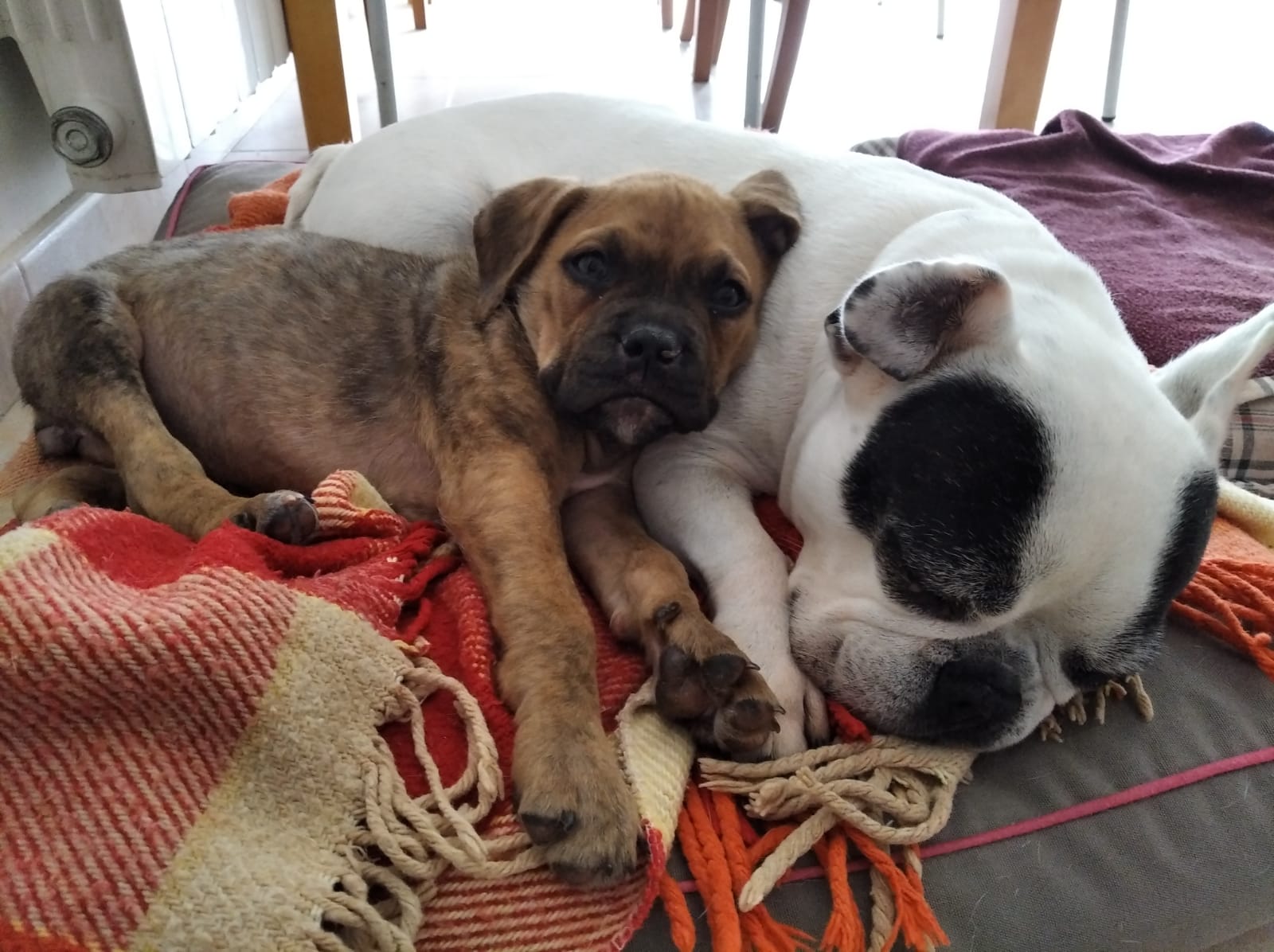 La Tara i la Vega, dues gosses de Rubí. FOTO: Cedida La Tara i la Vega, dues gosses de Rubí. FOTO: Cedida