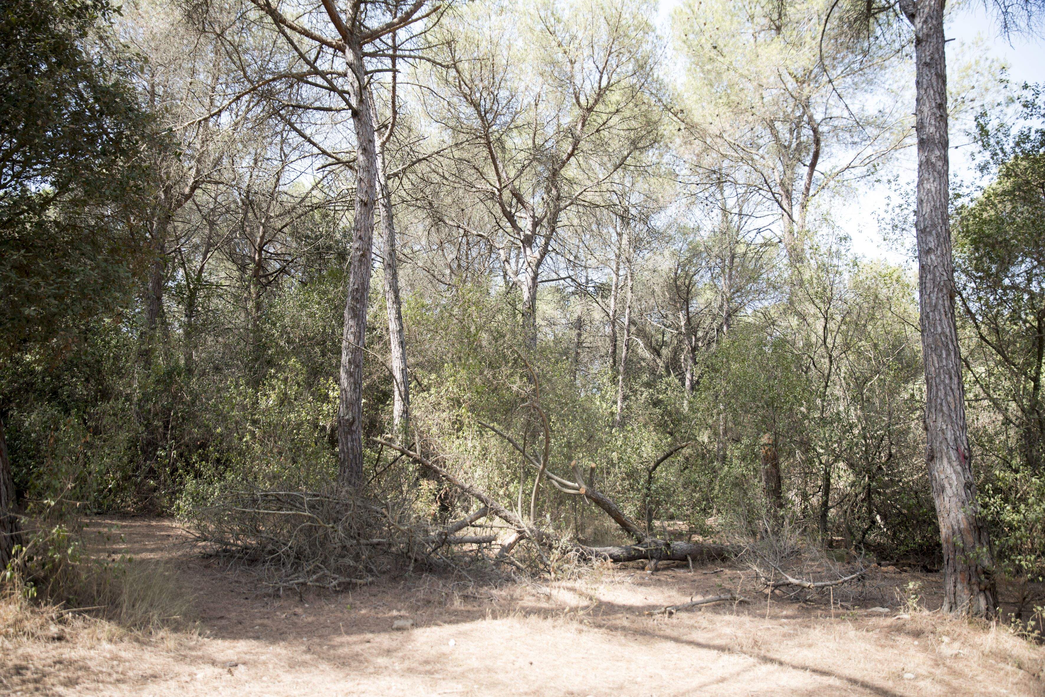 Rubí continuarà patint la calor i amb un elevat risc d'incendi. FOTO: Cedida